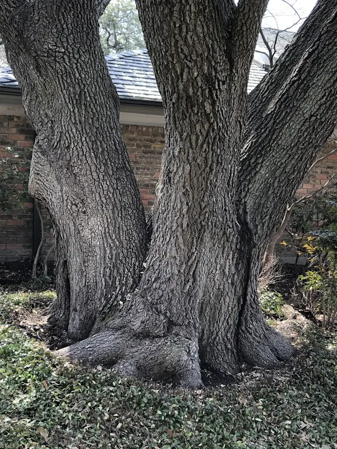 Mature heritage tree close to a Athens property cared for by certified arborists