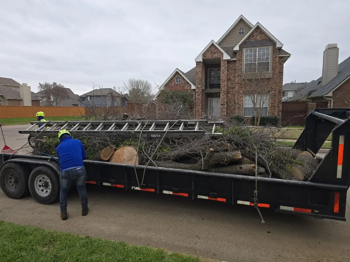 Expert Tree Pest Control with proper safety equipment in Athens